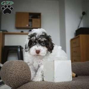 BARNEY, Miniature Poodle Puppy